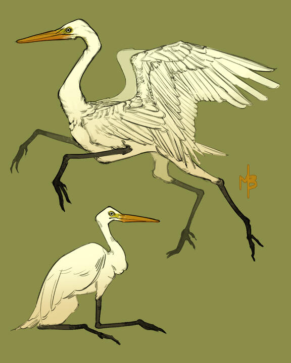 Crane Griffins